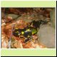 Salamandra