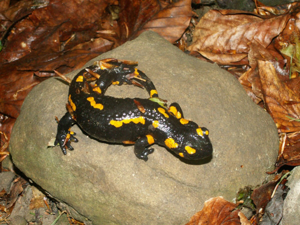 Salamandra