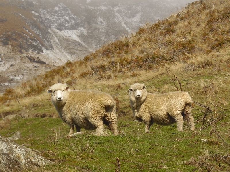 Owce na Roys Peak